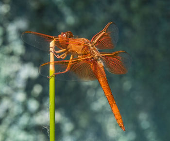 Close-up of dragonfly on twig