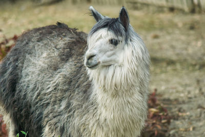 Close-up of a horse