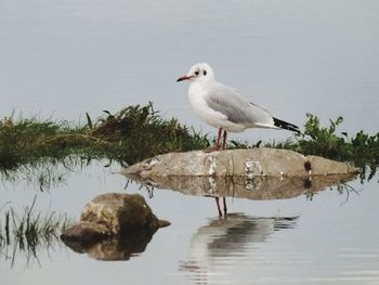 Seagull perching on lake