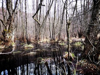 Reflection of bare trees in lake
