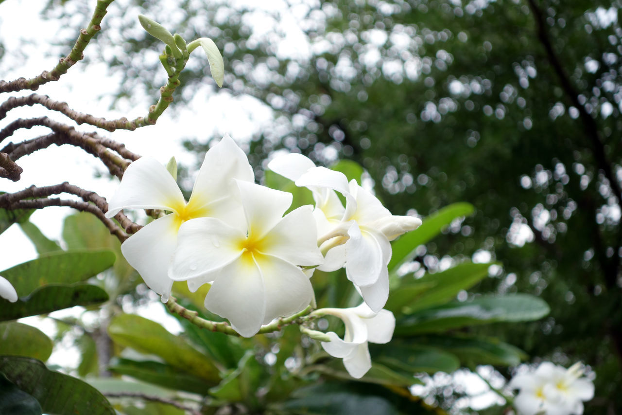 White pumeriaa