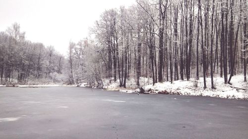 Trees in forest during winter