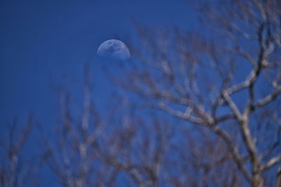 Low angle view of bare tree against moon at night