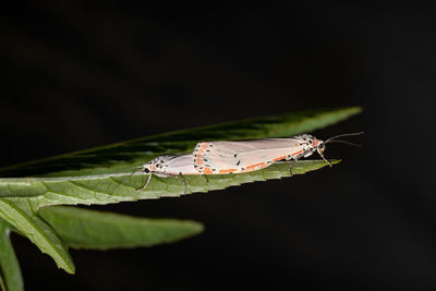 Close-up of butterfly on leaf