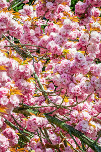 Close-up of pink cherry blossom tree