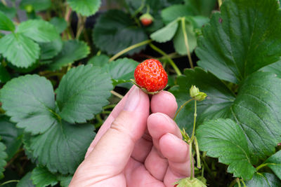 Close-up of hand holding strawberries