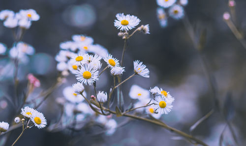 Close-up of white daisy flowers