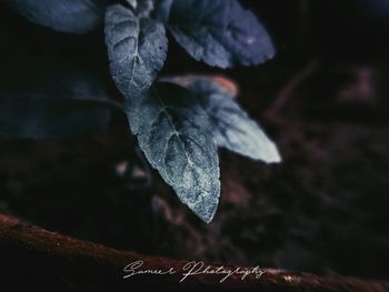 High angle view of plant growing on land