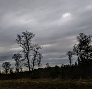 Trees on landscape against sky
