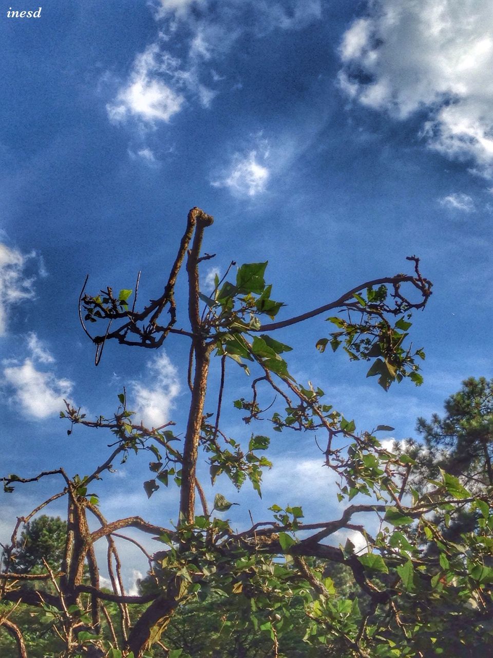 low angle view, sky, tree, growth, cloud - sky, nature, branch, beauty in nature, tranquility, sun, sunlight, cloud, cloudy, leaf, sunbeam, scenics, day, blue, outdoors, tranquil scene