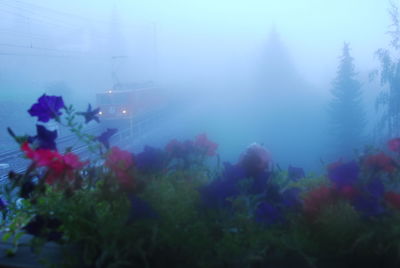 Close-up of flowering plants by trees during foggy weather