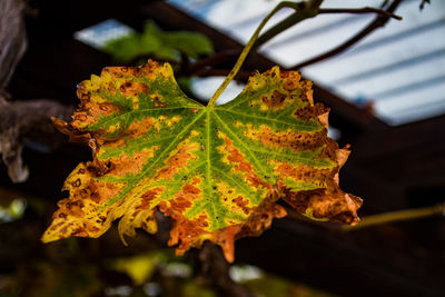 Close-up of maple leaf on leaves