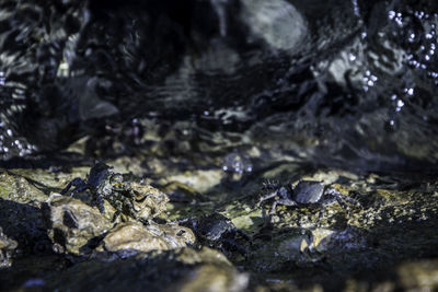 Close-up of turtle in water