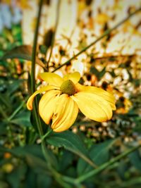 Close-up of yellow flowering plant