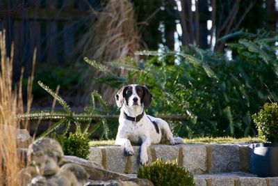 Portrait of a dog