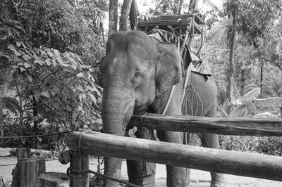 Elephant on tree