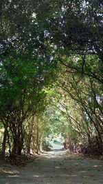 Road amidst trees in forest