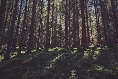 Trees in forest