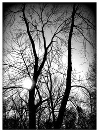 Low angle view of bare trees against sky