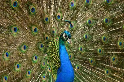 Close-up of fanned out peacock