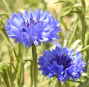 Close-up of purple blue flower