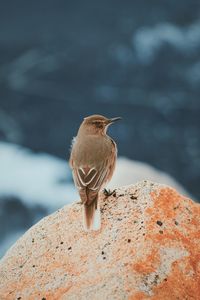 Close-up of bird perching on rock