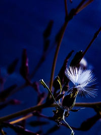 Close-up of blue flowering plant