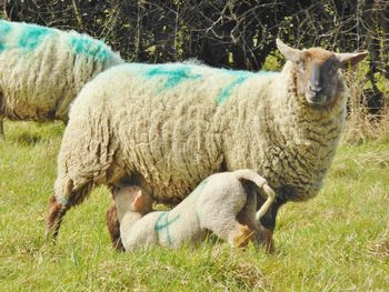 Sheep in a field