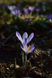 Close-up of purple crocus flowers on land