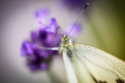 Close-up of insect on purple flower