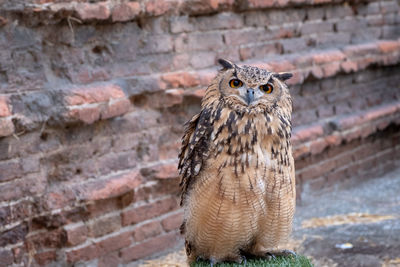 Portrait of owl against wall