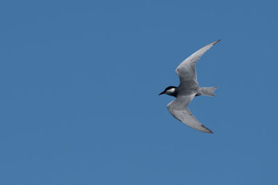 Low angle view of seagull flying in sky