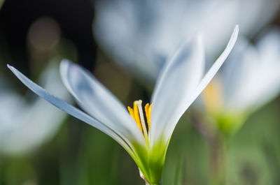 Close-up of white crocus blooming outdoors