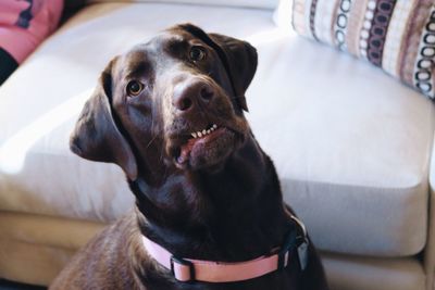 Close-up portrait of dog