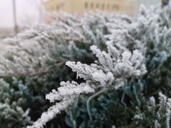 Close-up of frozen plant