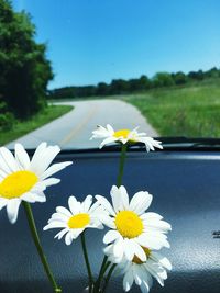 Close-up of fresh white flowers blooming against clear blue sky