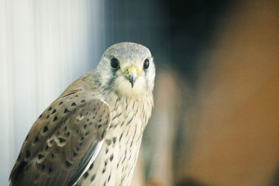 Close-up portrait of falcon 