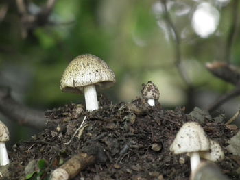 Close-up of mushrooms growing on field