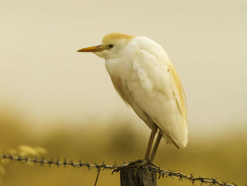 Close-up of bird perching outdoors