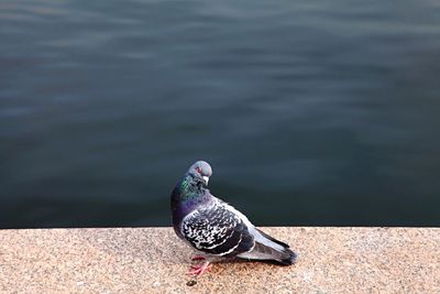 Close-up of bird against blurred background