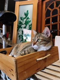 Cat resting on table