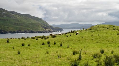 Scenic view of landscape against sky