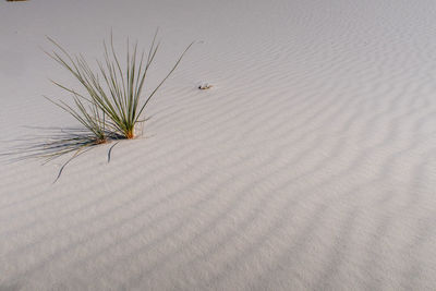 High angle view of plant on sand dune