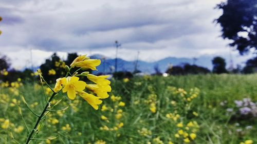 Yellow flowers growing in field