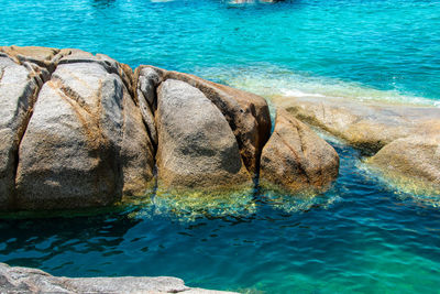 View of horse in swimming pool