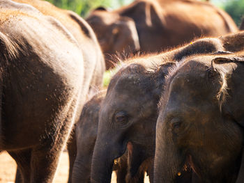 Close-up of elephant