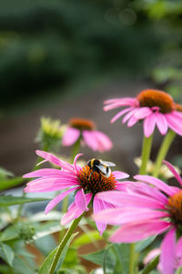 Close-up of bee pollinating on pink flower