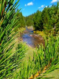 Trees growing in a river