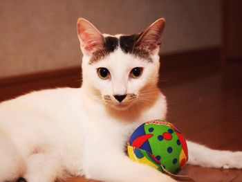 Close-up portrait of cat