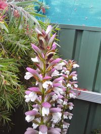 Close-up of flowers growing on plant